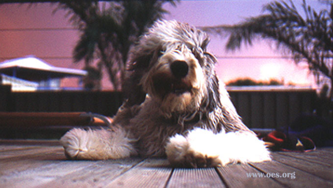 Dewey the Old English Sheepdog, and the Sydney, Australia wildfires