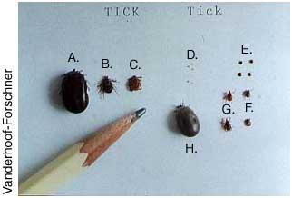 brown dog ticks black legged ticks deer ticks a engorged