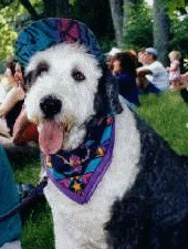 Close up of Jake, the Old English Sheepdog, sitting, wearing a blue and black and red bandana and hat, with his tongue animated,  wagging in and out.
