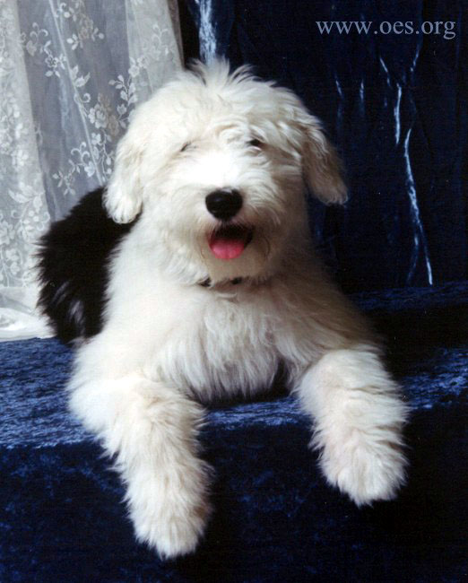 Professional photo pf Phoebe, a four and one half month old Old English Sheepdog, lying on blue velvet.