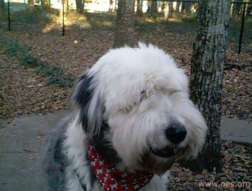 Closeup of Old English Sheepdog wearing a red doggie paw bandana.