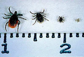 Tick Size Chart